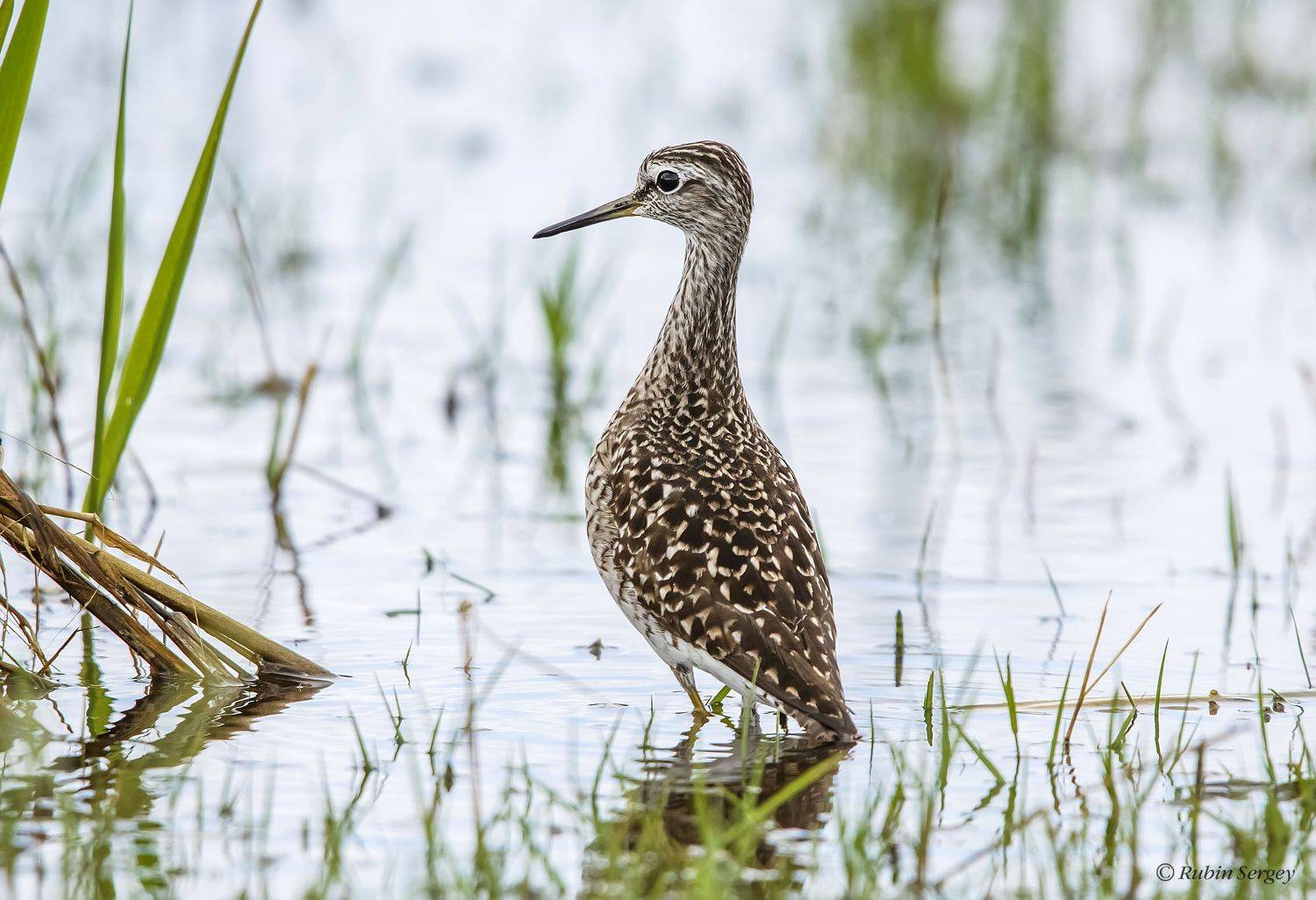 фифи,, Сергей Рубин