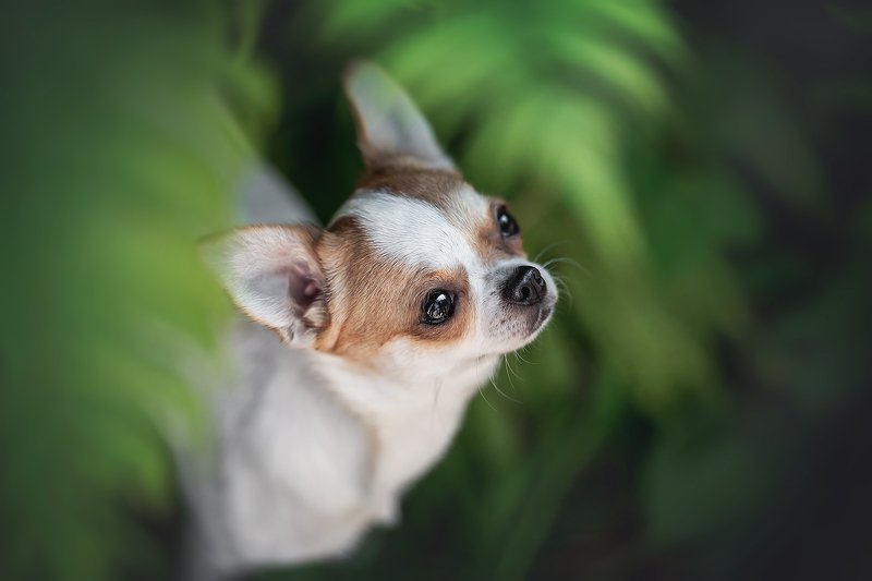 ... фото превью