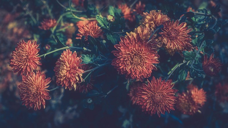 *** фото превью