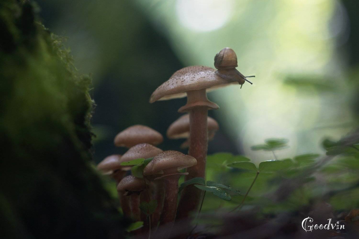 , Людмила Гудина