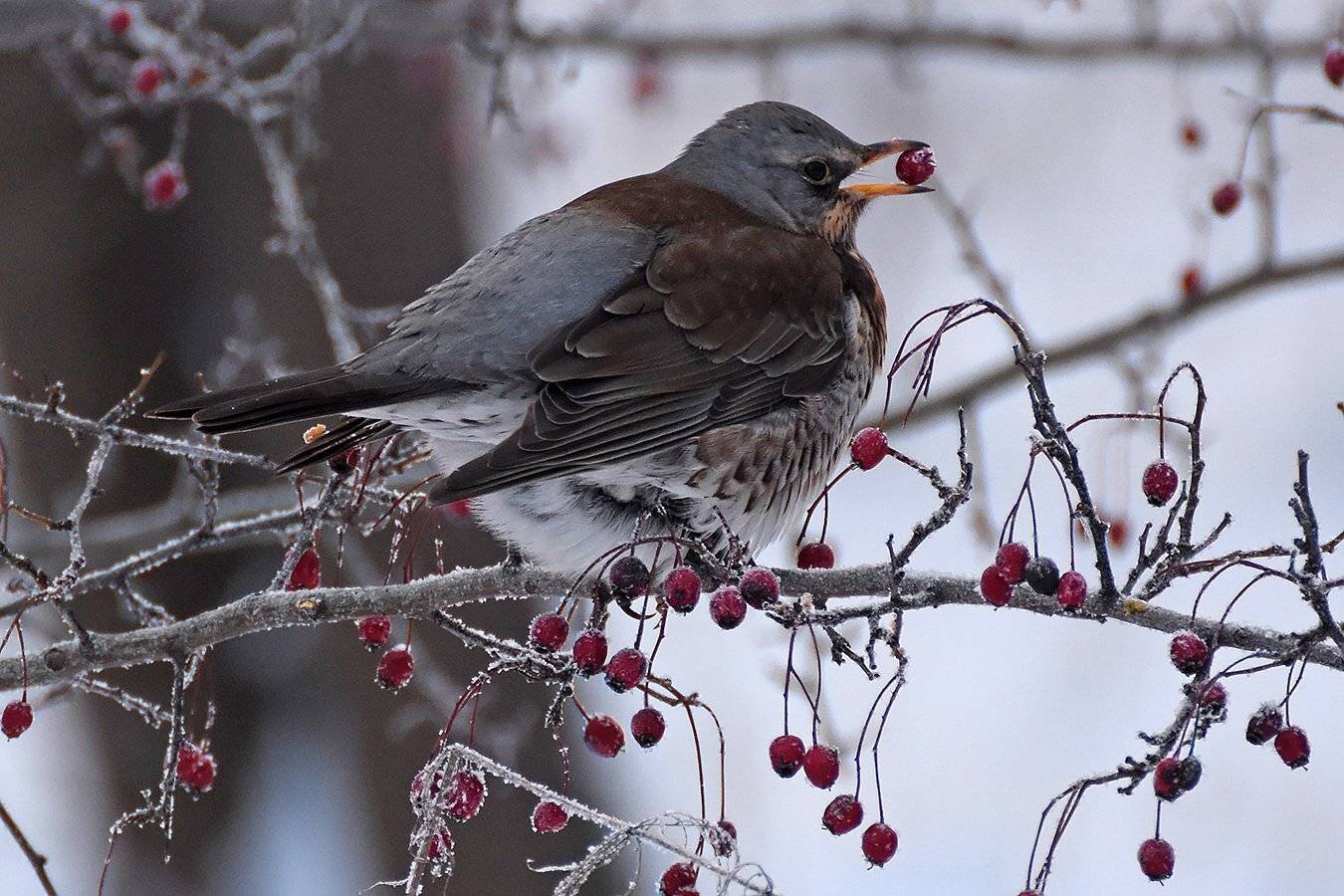 зима,природа,птицы,животные,дрозд, Сергей Духанин