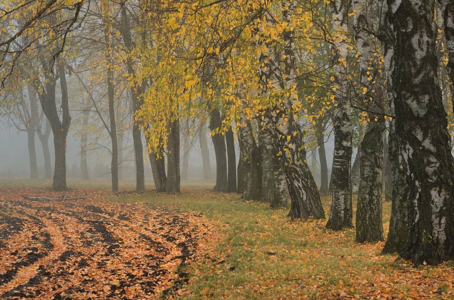 осень листва утро деревья, Александр Жарников
