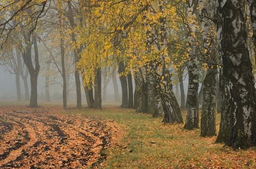 Осеннее утро