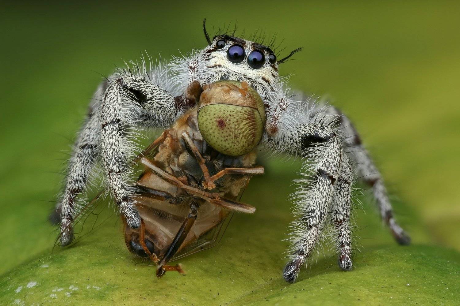 Hyllus jumping spider Handheld Focus stacking , Tran Tuan