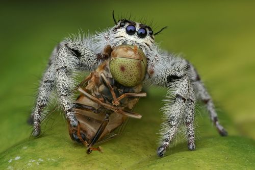 Hyllus jumping spider