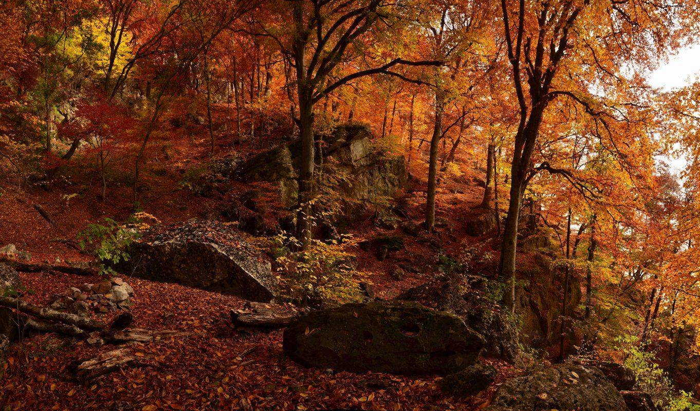 , Владимир Метцгер