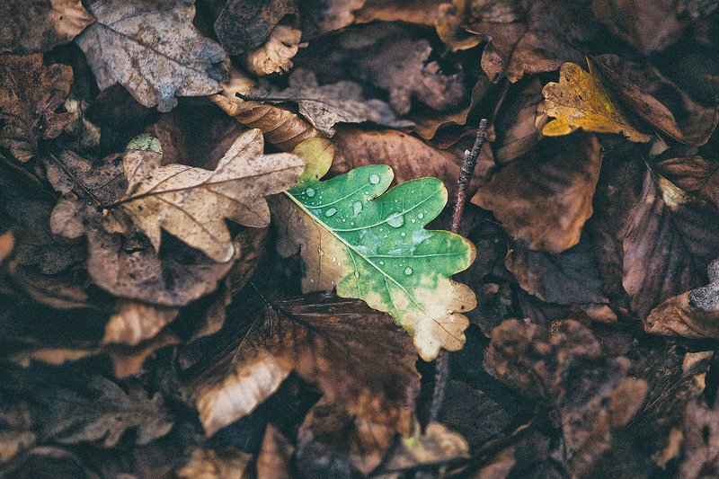 южный, урал, губерля орск, новотроицк Борец за Лето... фото превью