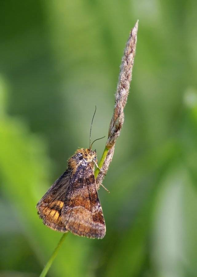 euclidia, glyphica, -, совка, клеверная, бурая, Cheplenko Aleksey