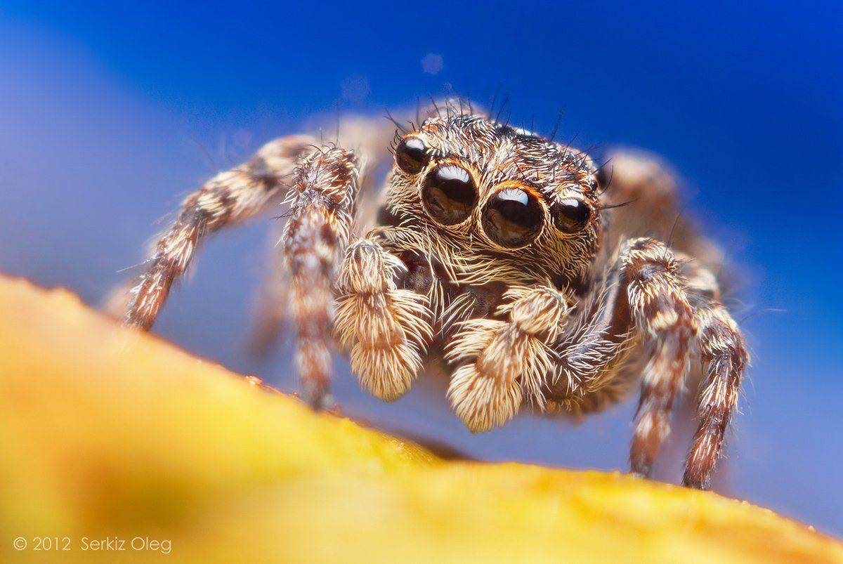 jumping spider, sitticus pubescens, macro, close-up, nature, nikon d80, extension tube, diffuser, softbox, art, chernivtsi, ukraine, serkiz oleg, олег серкиз, макро, паук скакунчик, Oleg Serkiz