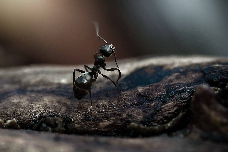 муравей, Ирина Козорог