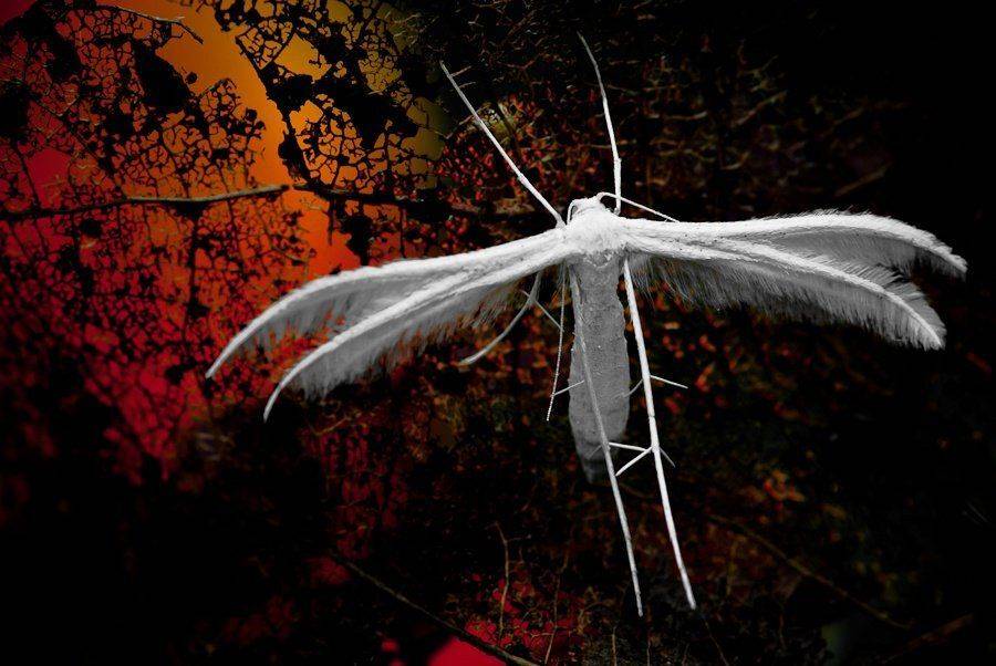 пальцекрылка, бабочка, Ирина Козорог