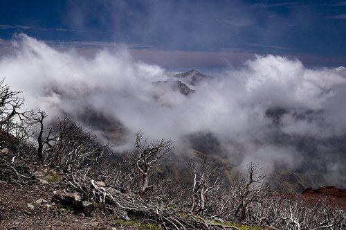 death forest