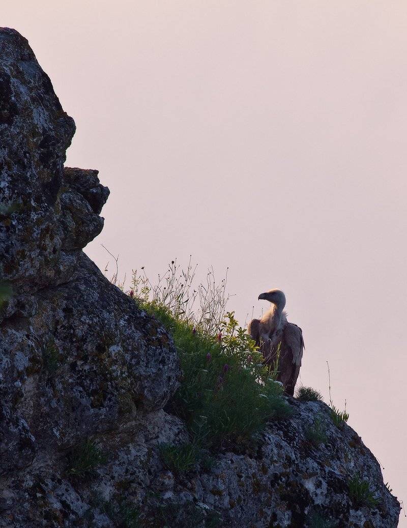 сип, белоголовый, скала, кизинчи, Николай Мысливцев