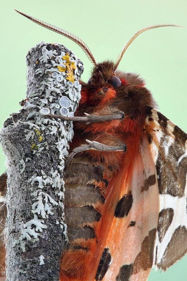 , Сергей Таланов