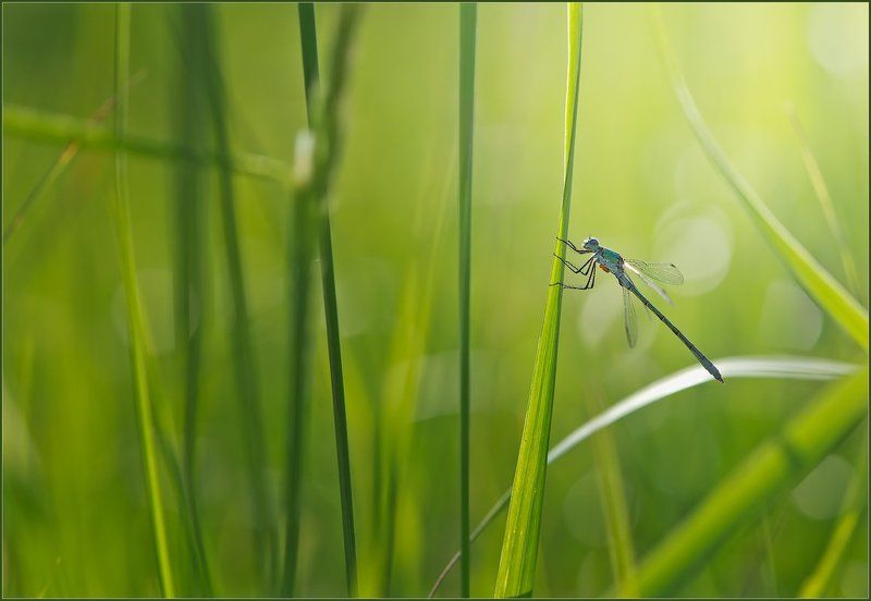 Страна солнечных зайчиков. фото превью