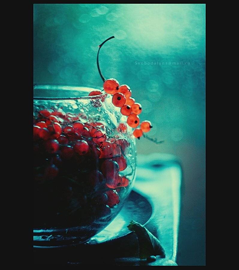 , Svoboda Andreeva