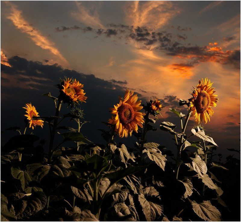 поле ПОДСОЛНУХИ фото превью