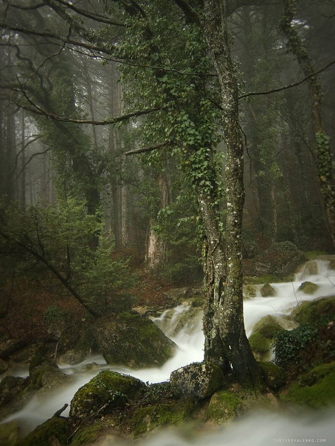 kovalenko, крым, река, лес, туман, Юрий Коваленко