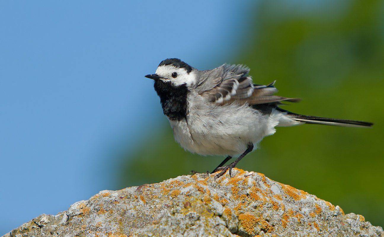 трясогузка, птицы, пернатые, Елена Давыдова