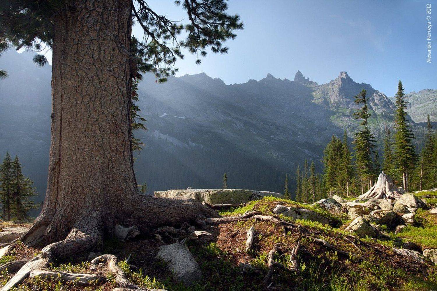 ергаки, красноярский, край, россия, сибирь, природа, тайга, горы, лето, Horimono