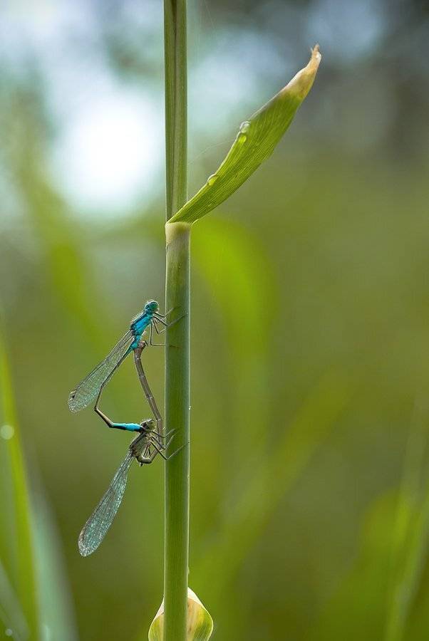 стрекоза, Ирина Козорог