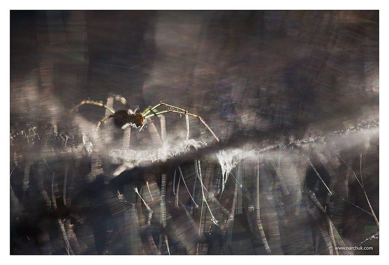 Верхом на северном сиянии фото превью