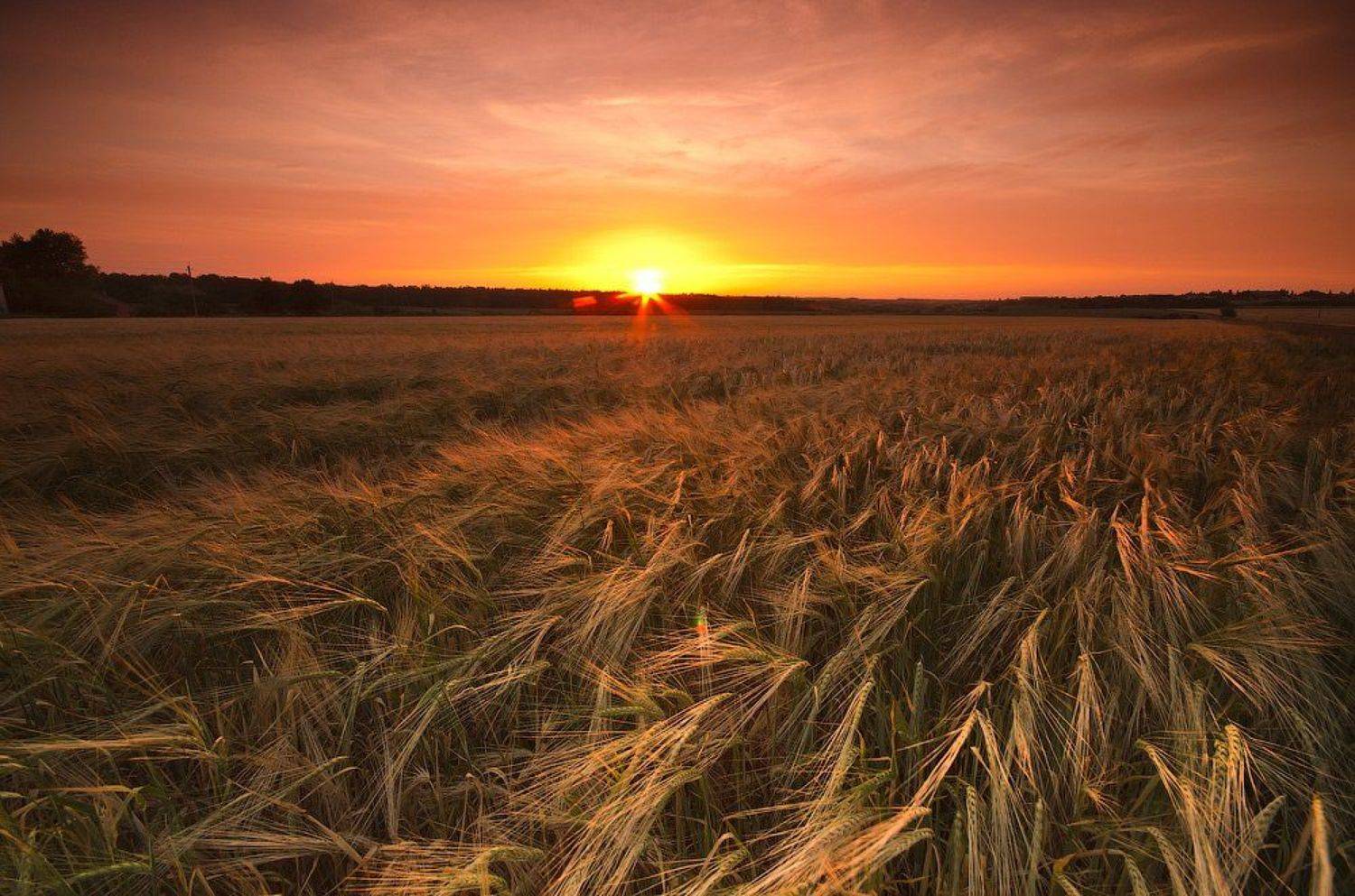 , Величко Владимир