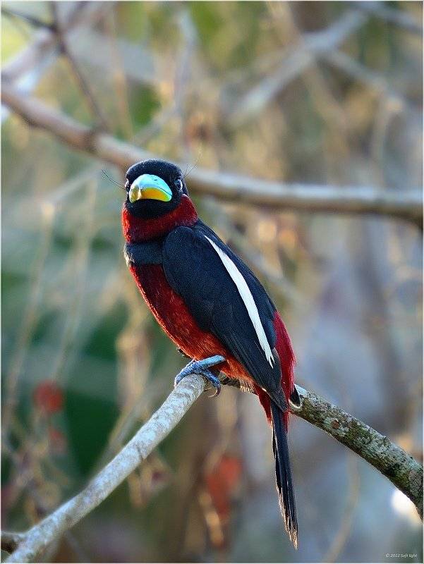 краснобрюхий, рогоклюв, , cymbirhynchus, macrorhynchos, , , black-and-red, broadbill., borneo, Soft Light