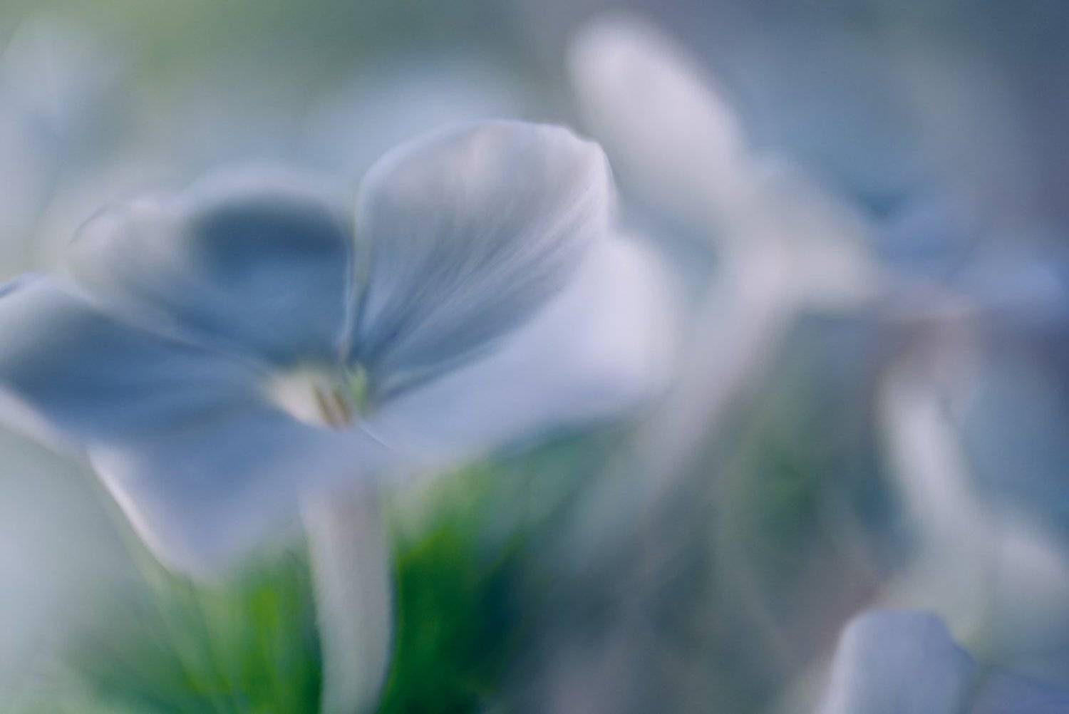 нежность, , макро, , , цветы, , , lensbaby, Татьяна Аверина