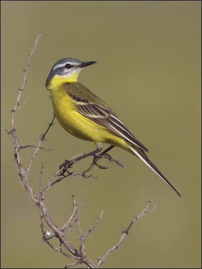 трясогузка, Ляпустин Юра
