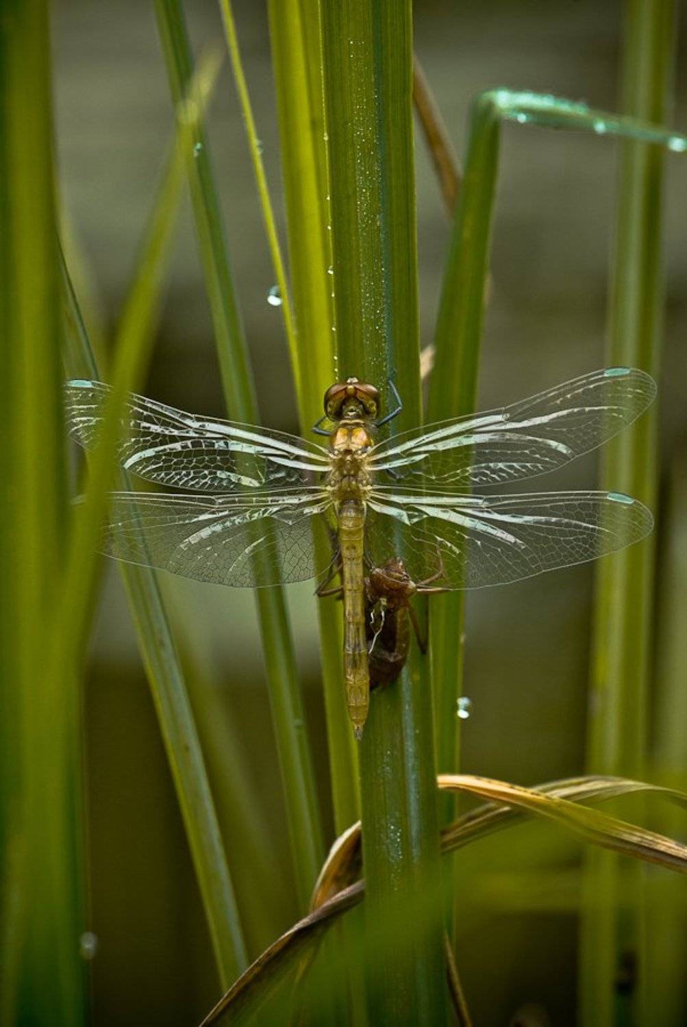 стрекоза, Ирина Козорог