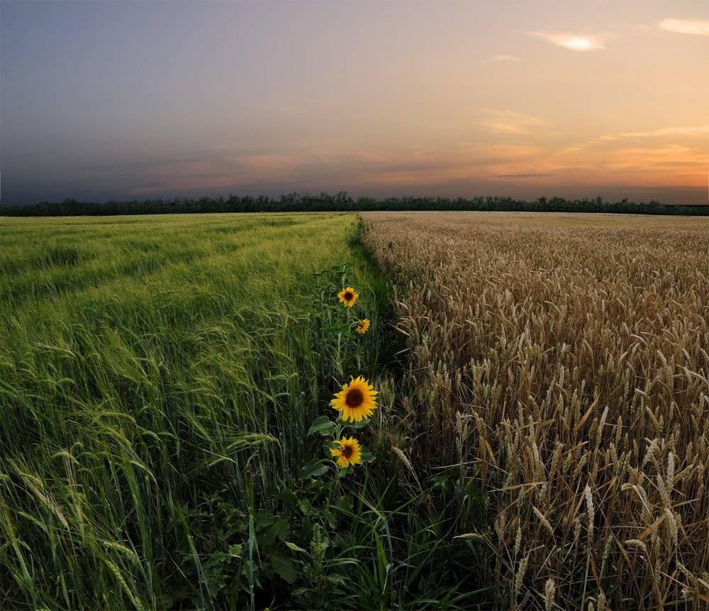 , Дeнис Бoдрoв