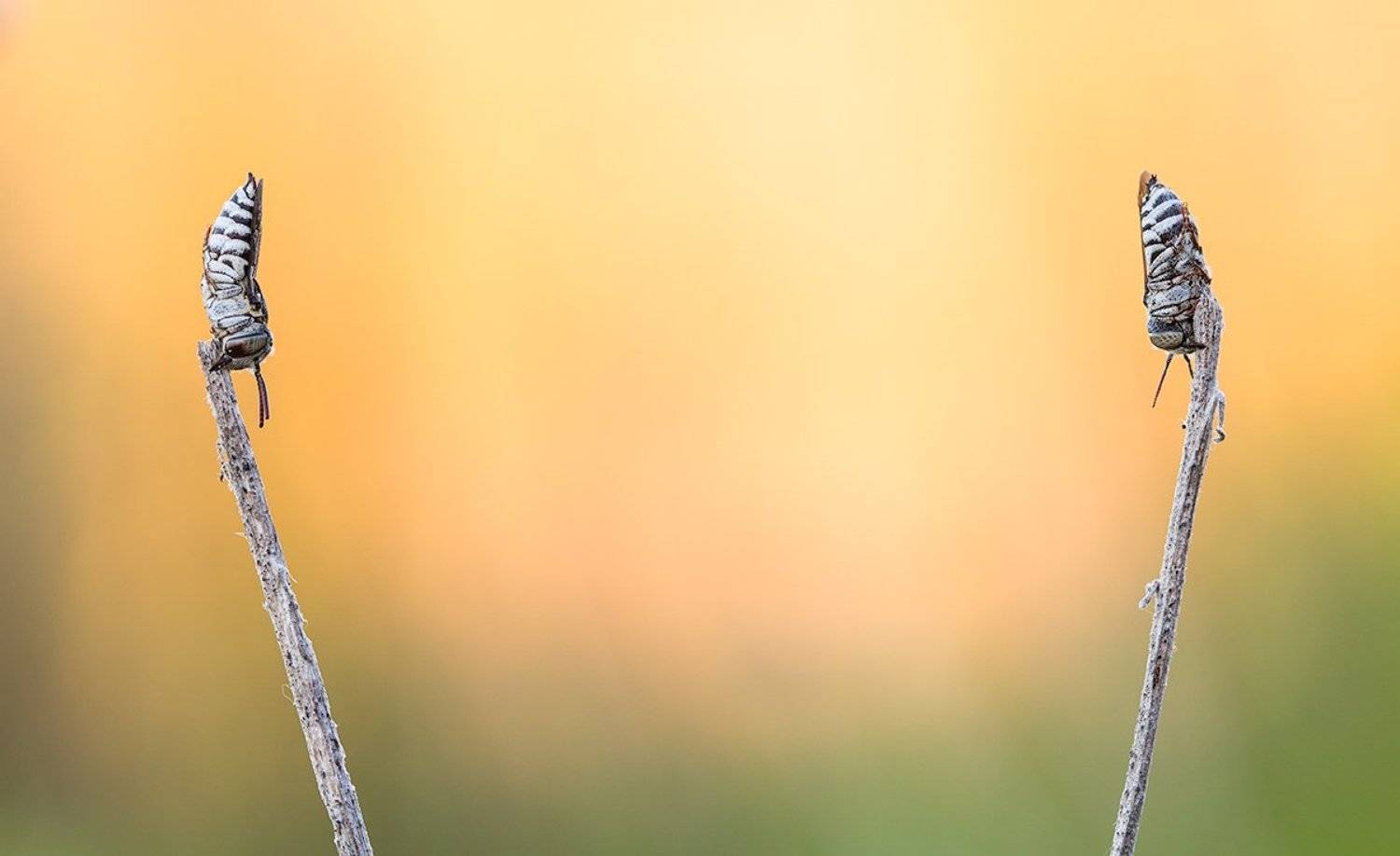 himenoptera, Remus Moise