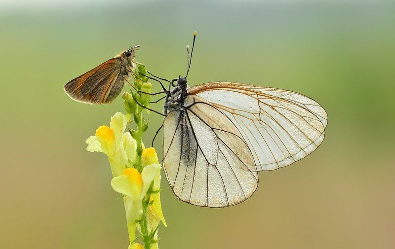 Маленький паж белой королевы фото превью