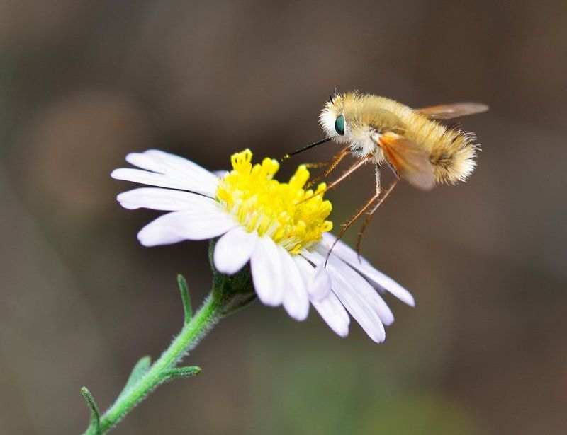 nikon, d7000, macro, asia, kazakhstan, nature, wildlife, insect, beefly, diptera, макро, насекомое, жужжало, казахстан, природа, азия Буратино и его чернила фото превью