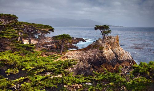 The Lone Cypress
