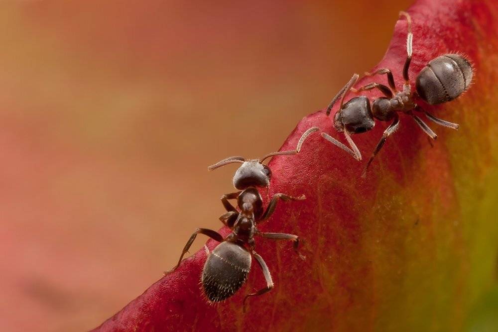 муравей;, macro;, Linas T