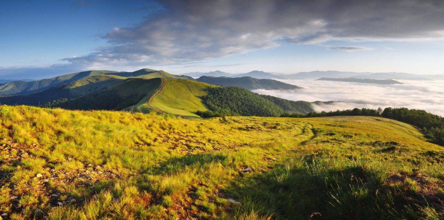 , Денис Кривой