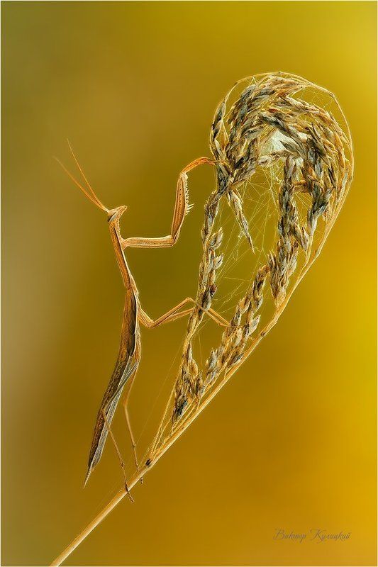 Маэстро за арфой фото превью