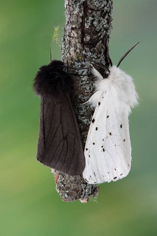 , Сергей Таланов