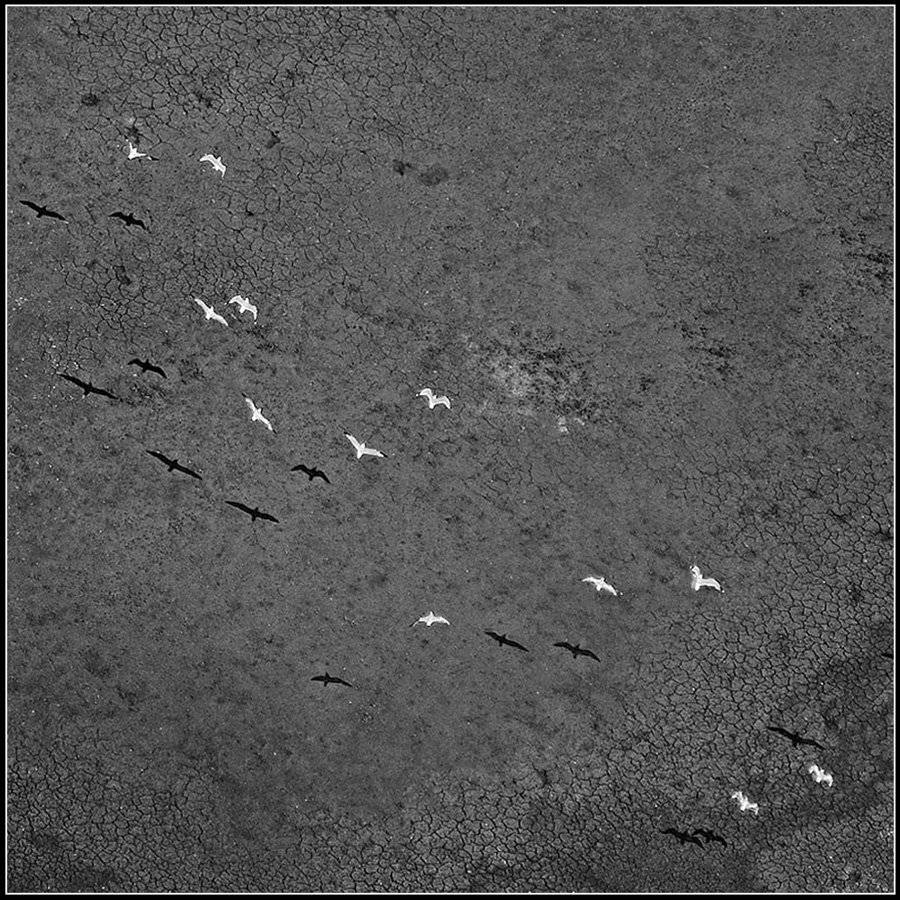 птички, природа, Сидоренко Алексей