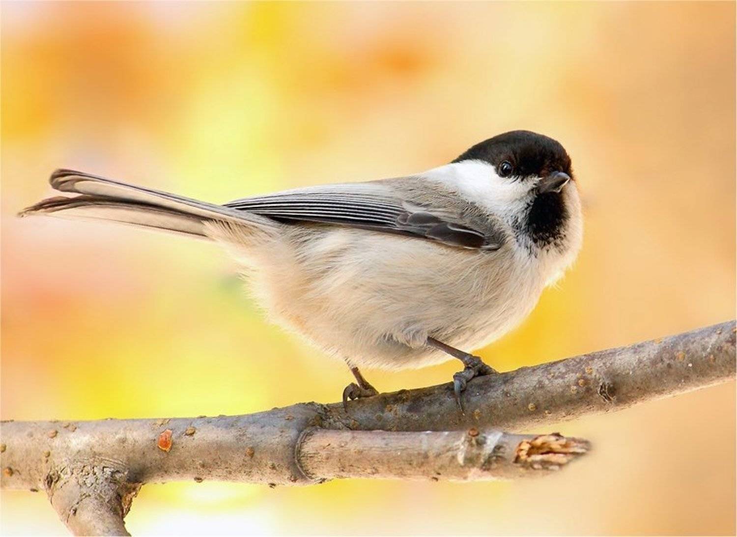 , Дмитрий Алексеев