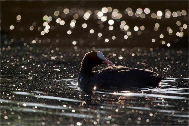 птица, лысуха, fulica, atra Небо в алмазах фото превью