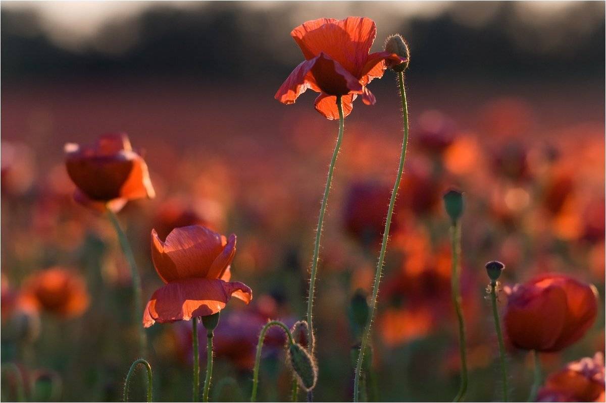 , Николай Шахманцир