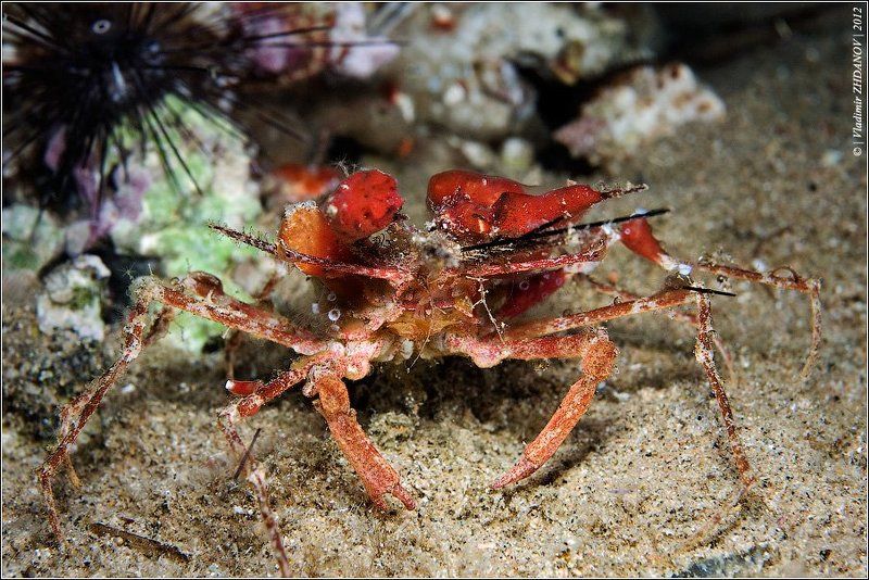 Краб-Губконос или Чёрт те что, и сбоку бантик... фото превью