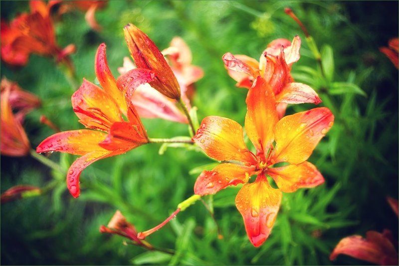 Лилии фото превью