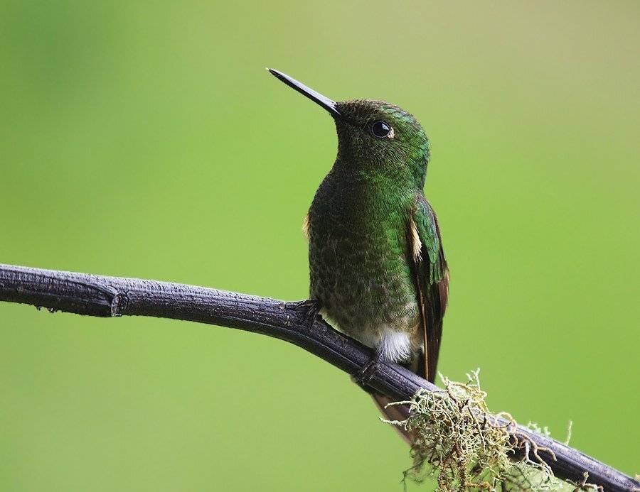колибри , бледнохвостый венценосный колибри , boissonneaua flavescens , buff-tailed coronet, Sergey Volkov