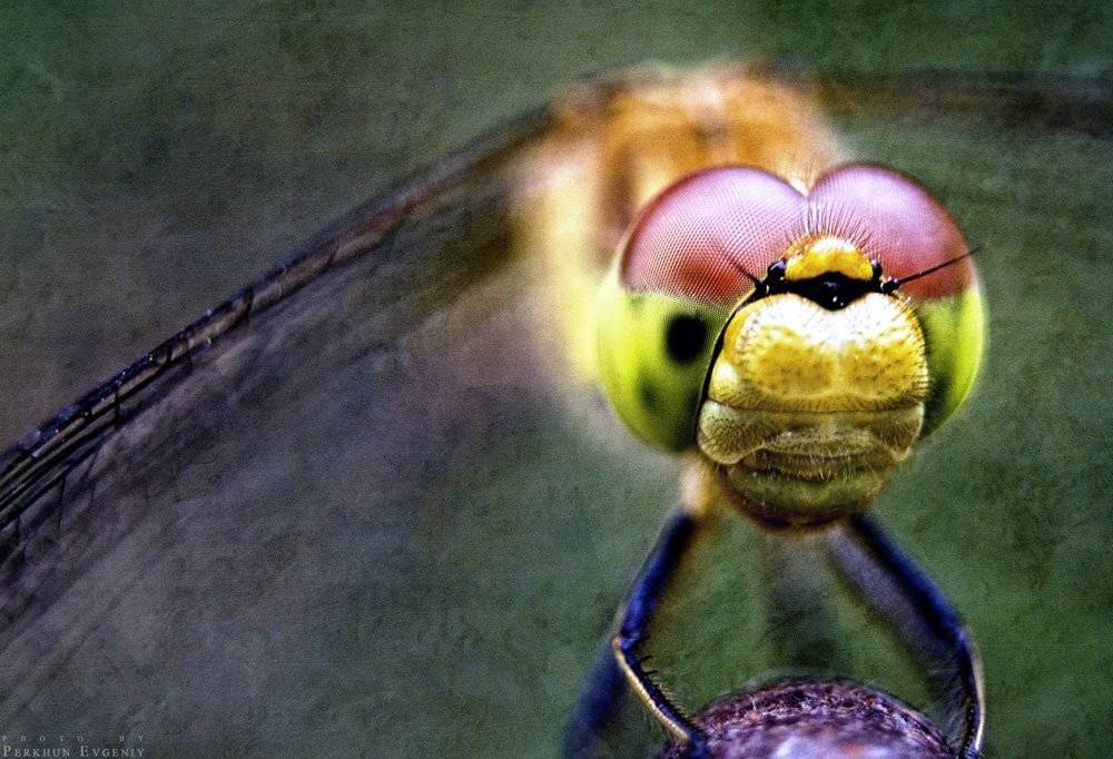 стрекоза, макро, Перхун Евгений