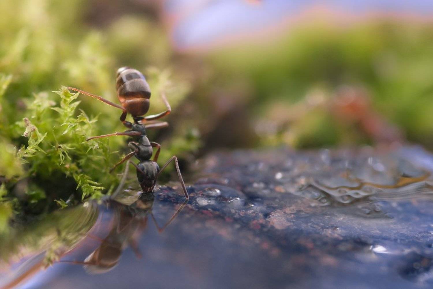 муравей, Ирина Козорог