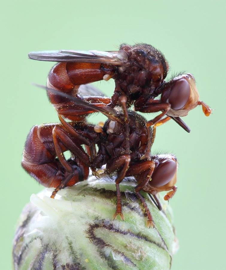 , Сергей Таланов